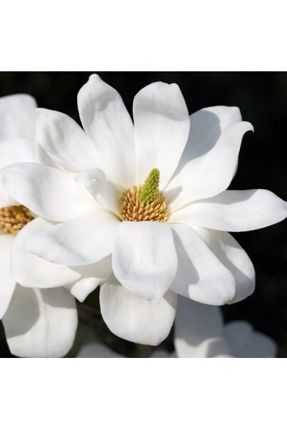 Магнолія оголена Дабл Діамонд